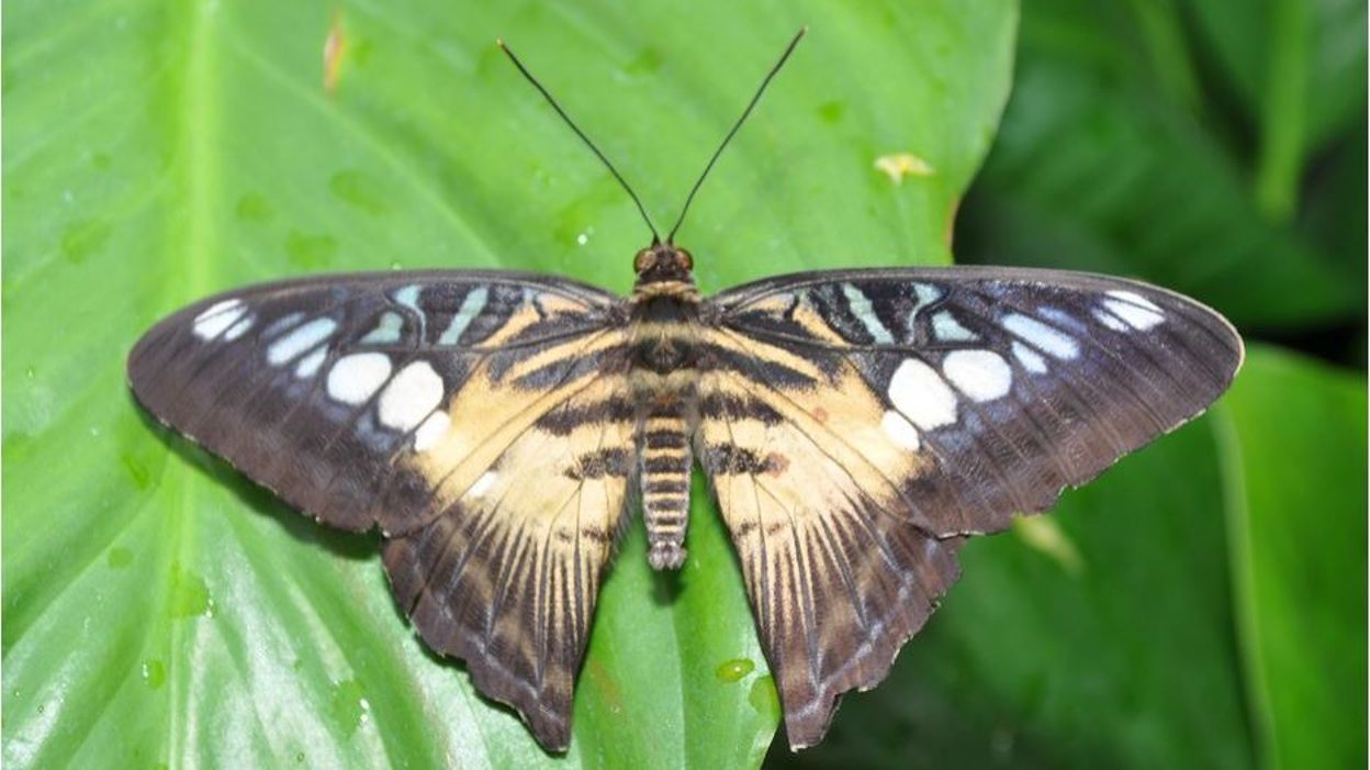 Un papillon rare a été redécouvert en Gaume Un papillon rare a été redécouvert en Gaume