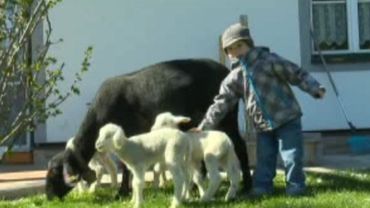 quel animal donne naissance a des quadruples