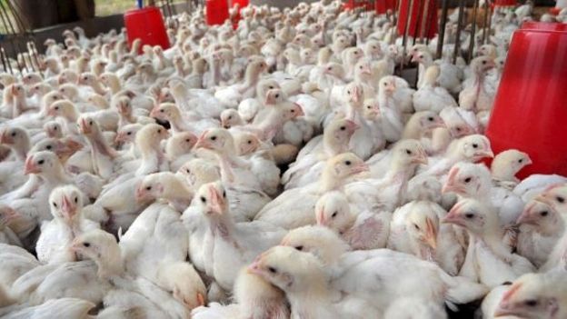 Anthisnes: un poulailler Anthisnes: un poulailler
